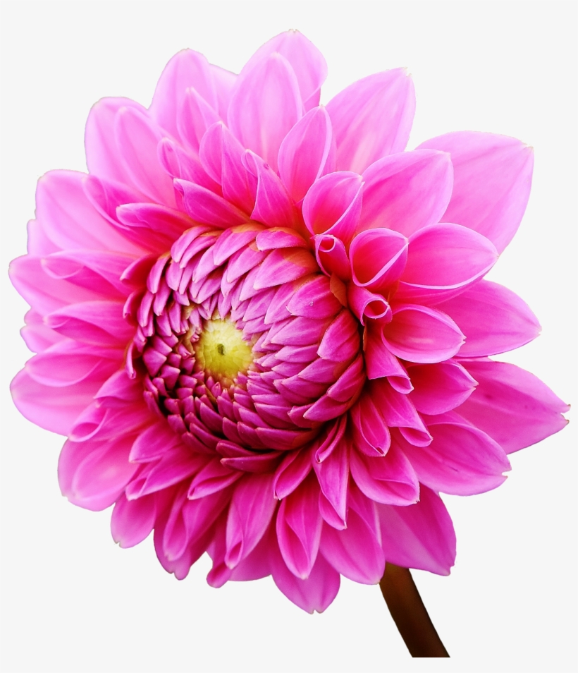 Dahlia Flower - Dahlia Flower Png, transparent png #7749872