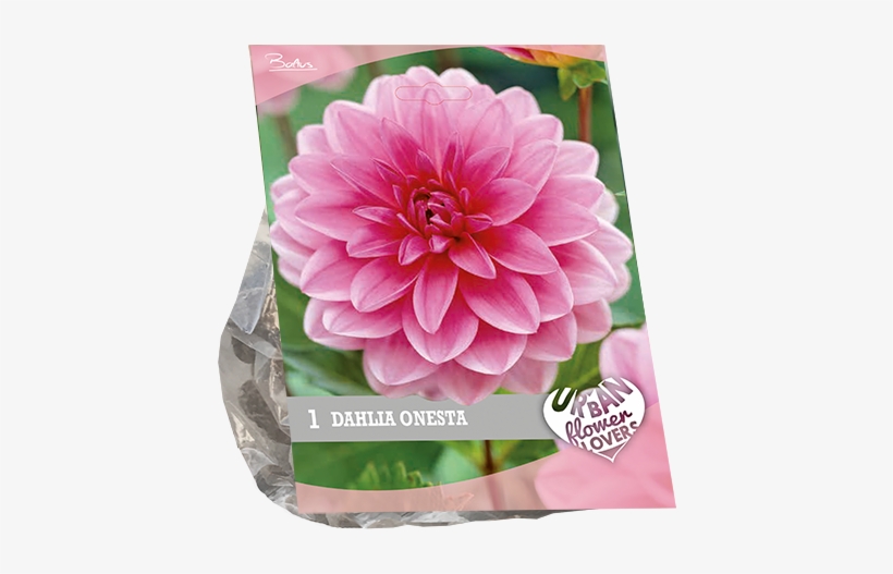 7200 Dahlia Onesta Per 1 Urban Flowers - Dahlia, transparent png #7750277