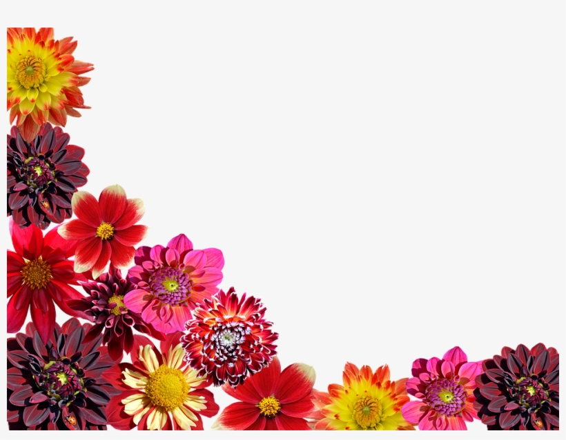 Dahlias, Autumn, Dahlia Garden, Dahlia - Tenha Tempo Para Sua Familia, transparent png #7750471
