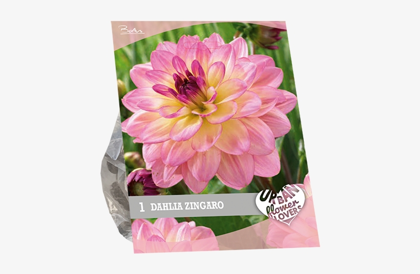 7240 Dahlia Zingaro Per 1 Urban Flowers, transparent png #7750638