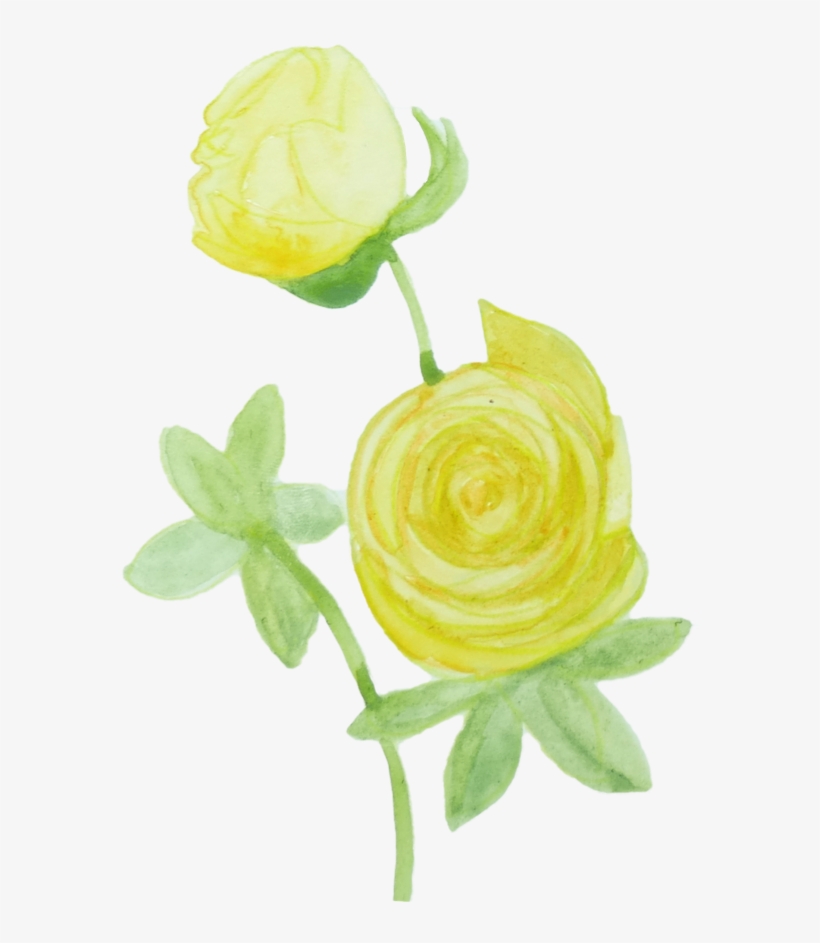 Garden Roses, transparent png #7750686