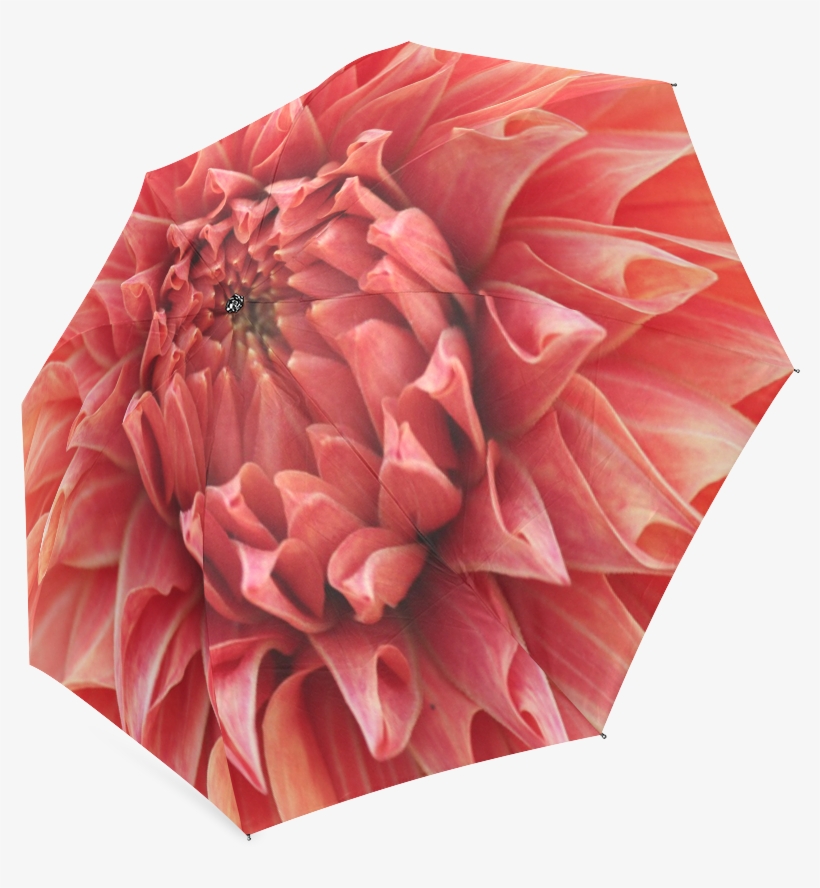 Dahlia, transparent png #7750802