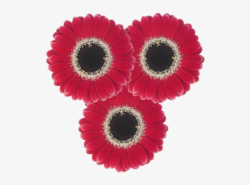 Flower Type - Single, transparent png #7750840