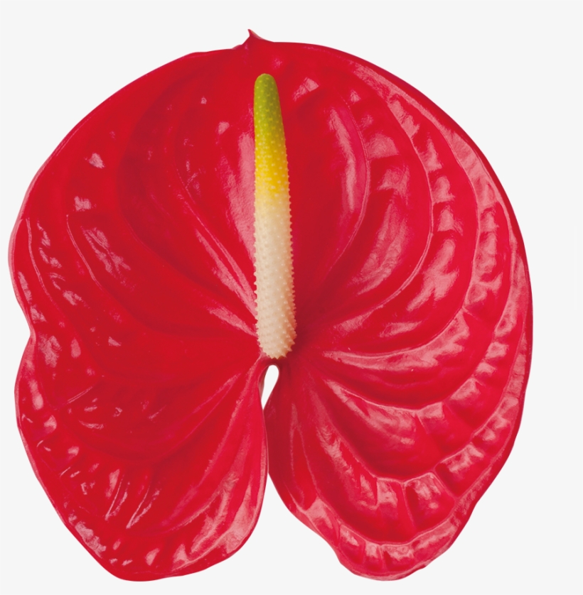 Arena Kwiat - Anthurium Png, transparent png #7751701