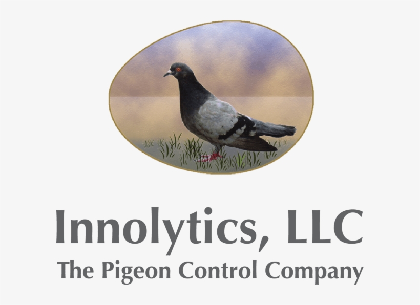 Pigeon Facts And Figures - Stock Dove, transparent png #7752514
