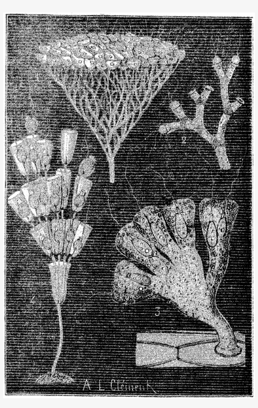 File - La Nature - 1879 - S1 - P376 Origines De La, transparent png #7752672