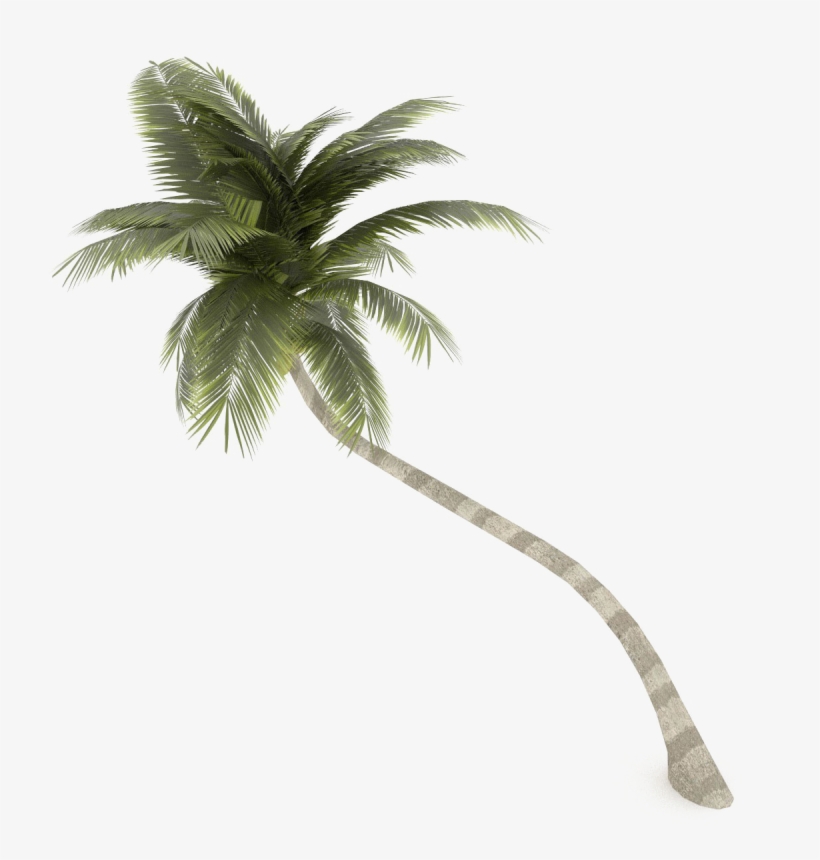 Coconut Tree Png Transparent Image - Coconut Tree 3d Model, transparent png #7754981