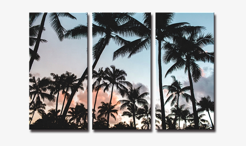Palm Trees Background Hd, transparent png #7755507