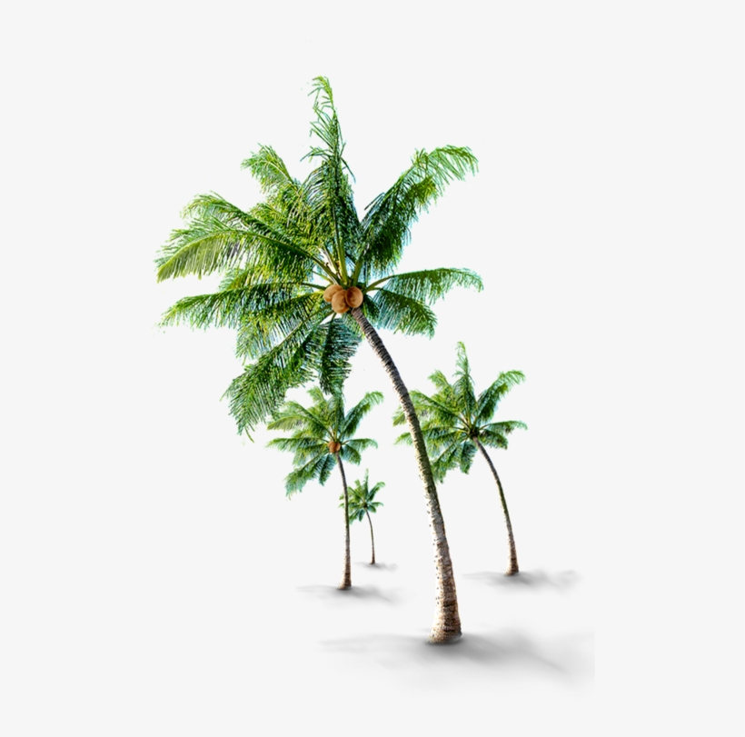 We Are Certified With Agmark - Coconut Tree Images Hd, transparent png #7755643