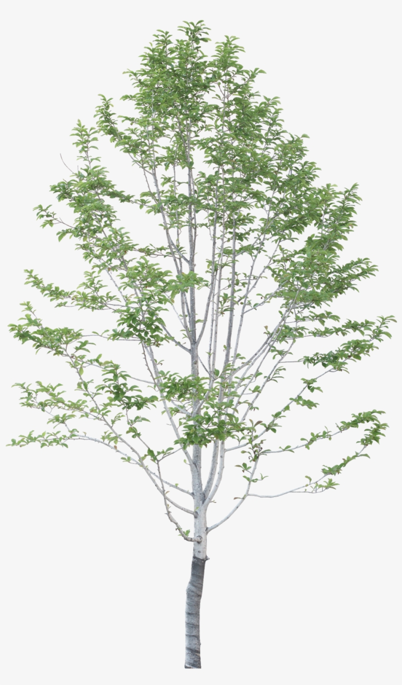 #tree #branches #leaves #palm Tree #autumn Tree #tree - Casa Koshino Tadao Ando, transparent png #7757224