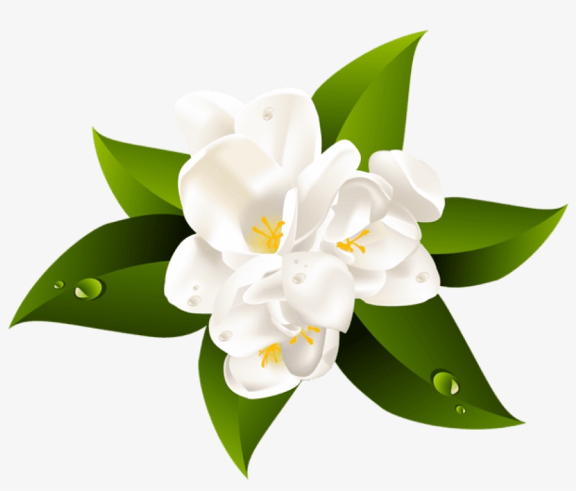 Free Png Download White Flower Transparent Png Images - Transparent Flower, transparent png #7757678