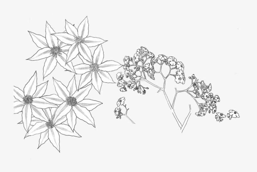 Transparent Flower Drawing - Black And White Flower Pattern Transparent, transparent png #7758678