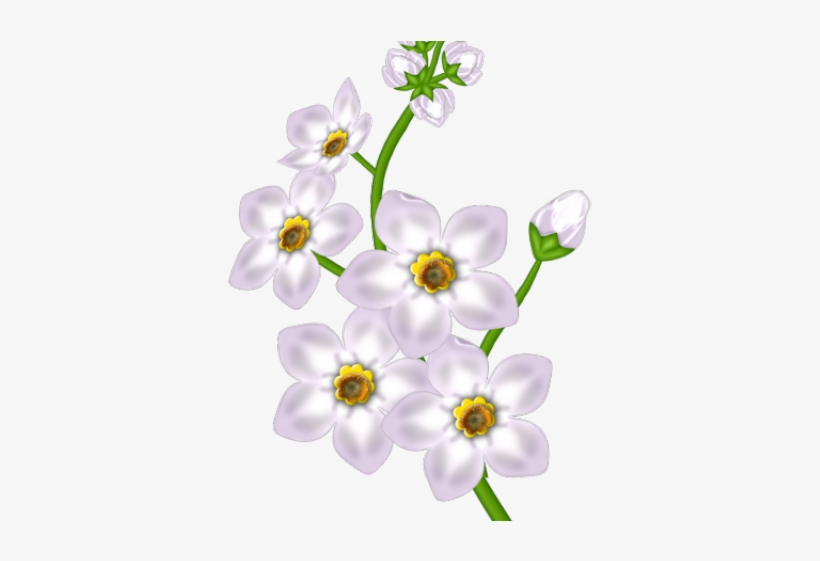 White Flower Clipart Transparent Background - Moth Orchid, transparent png #7758763