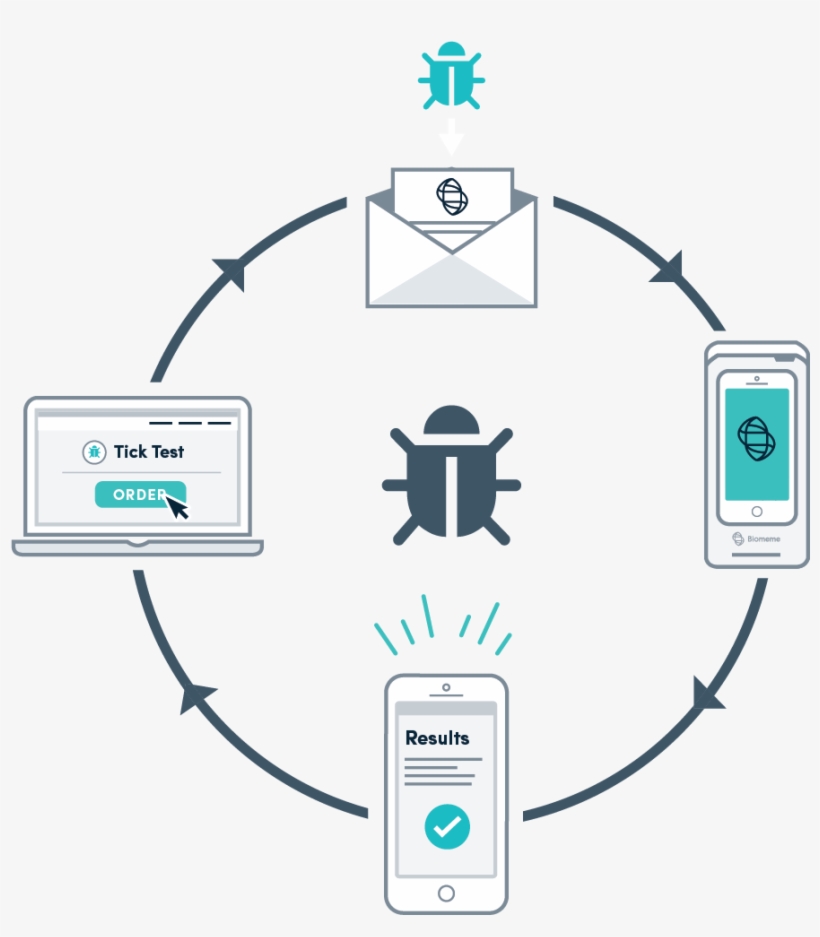 4 Simple Steps To Get Your Tick Tested - Circle Diagram, transparent png #7762372