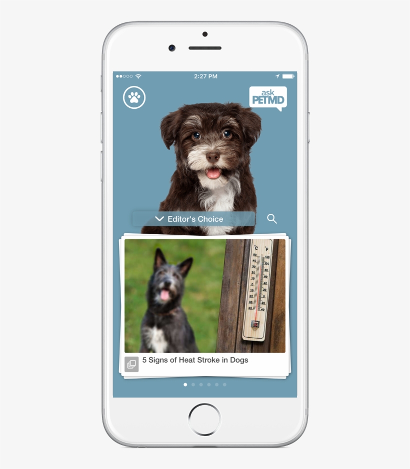 Petsmartverified Account - Iphone, transparent png #7764484