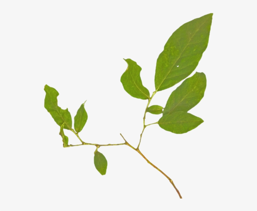 Twig, transparent png #7766671