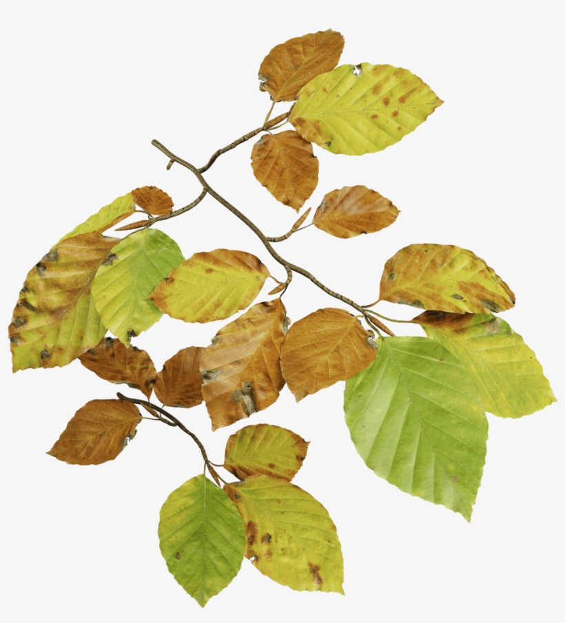 European Beech Fall - Beech Leaf Transparent Background, transparent png #7766822