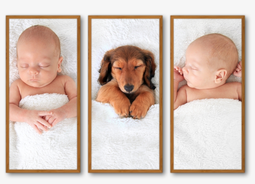 Beautiful Photo Collages On Any Wall - Baby Or Puppy, transparent png #7766972