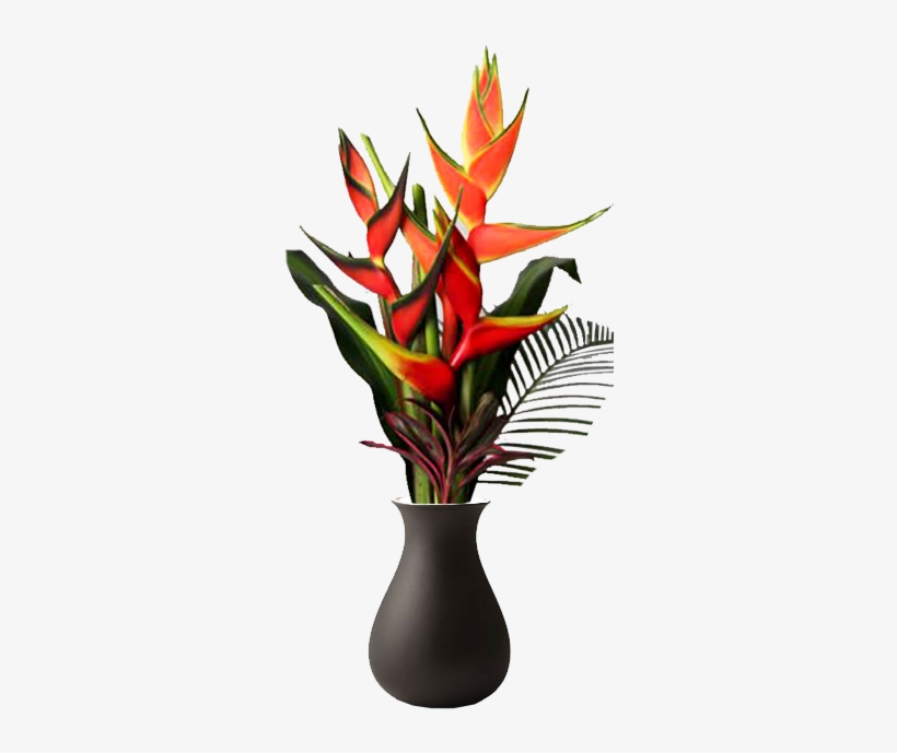 Medium - Bromelia, transparent png #7767099