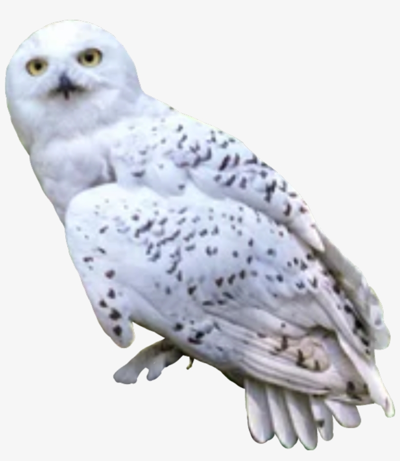 Harrypotter Sticker - Hedwige, transparent png #7769897