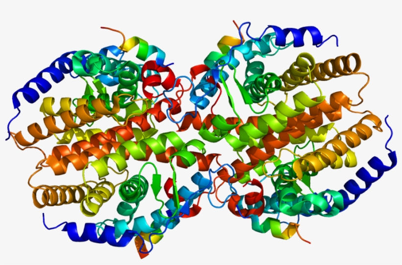 Protein Nr1i3 Pdb 1xv9 - Bead, transparent png #7770309