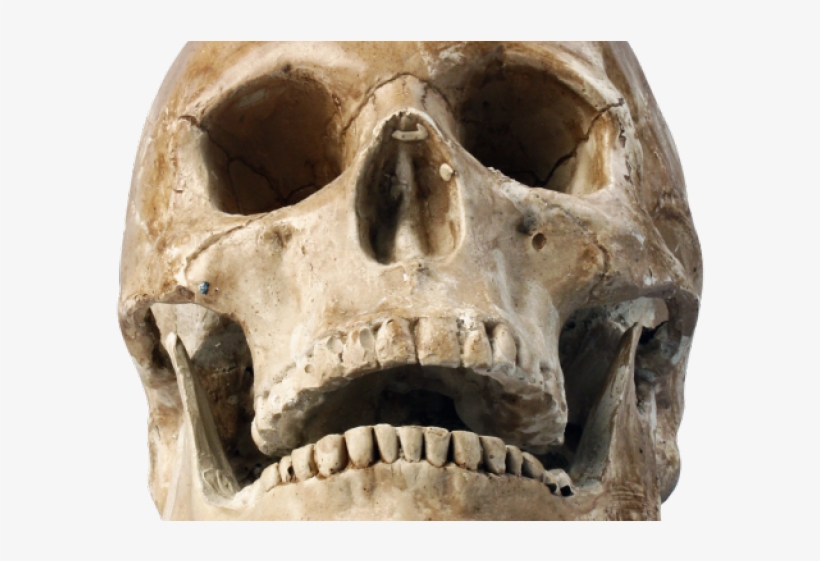 Human Skull Png, transparent png #7770978