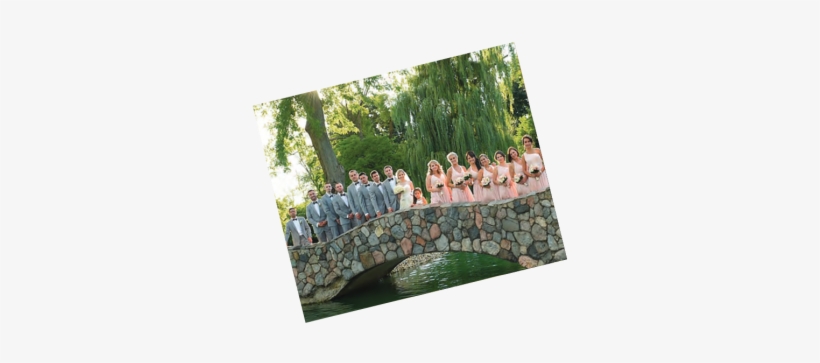 Loon, transparent png #7772749