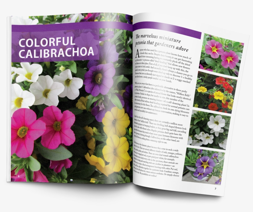 Petunia, transparent png #7773079