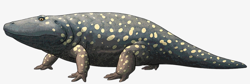 Tumblr Obfoyks8wb1s5f2yxo1 1280 - Prehistoric Amphibian Png, transparent png #7774972
