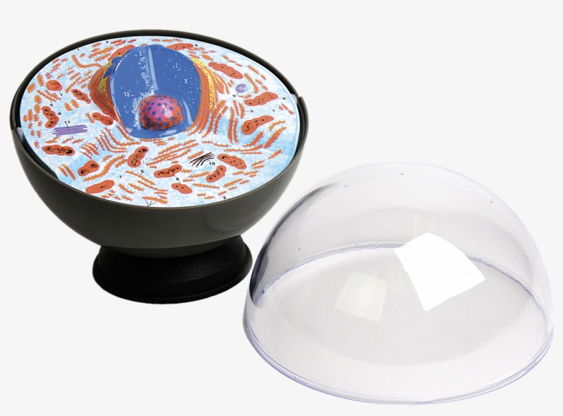 Loading Zoom - Przestrzenny Model Komórki Zwierzęcej, transparent png #7775077