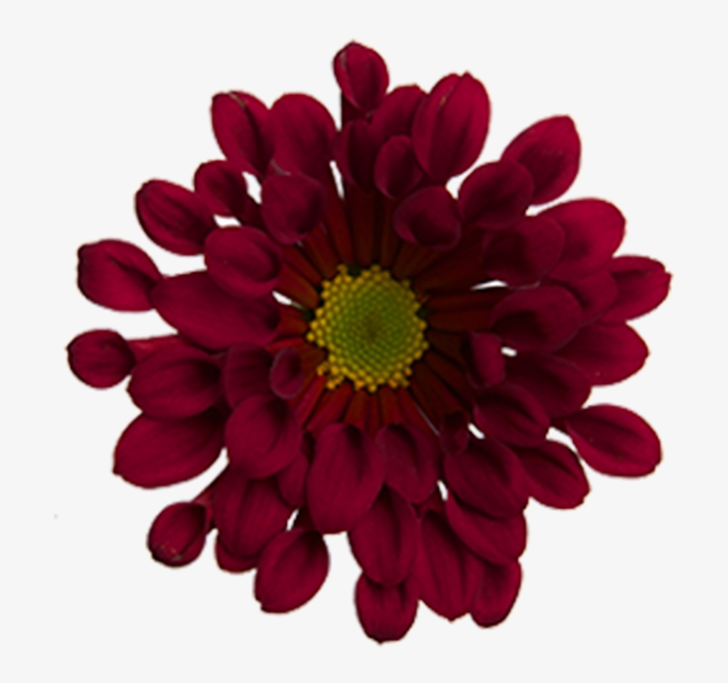 Click To Enlarge Image Red Novelty Dublin Red Novelty - Barberton Daisy, transparent png #7776548