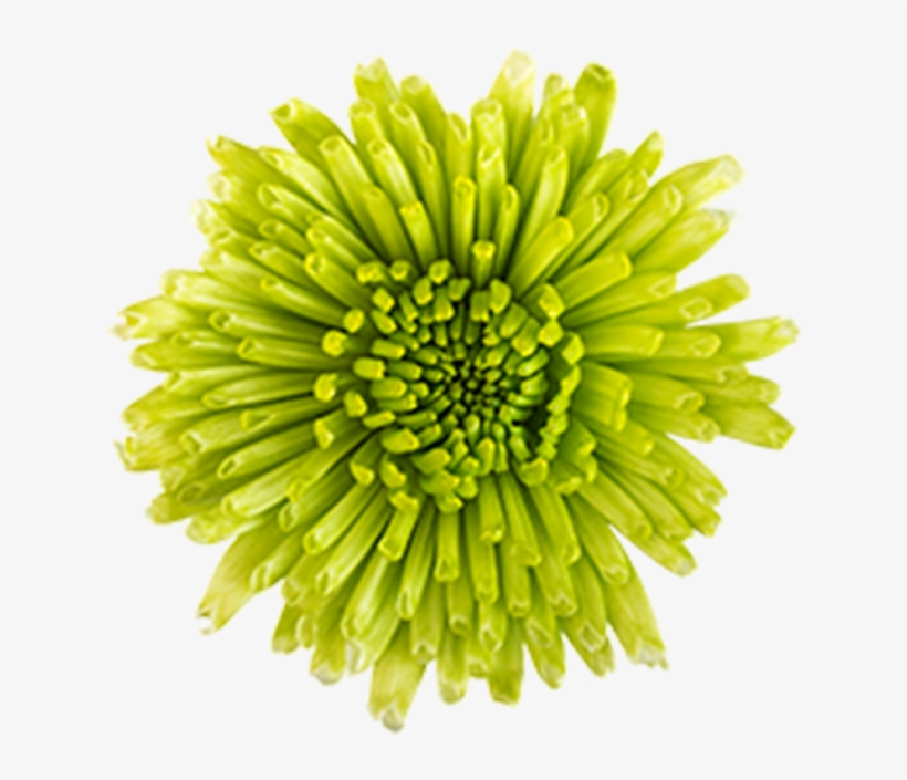 Click To Enlarge Image Green Novelty Athos Green Novelty - Dandelion, transparent png #7777057