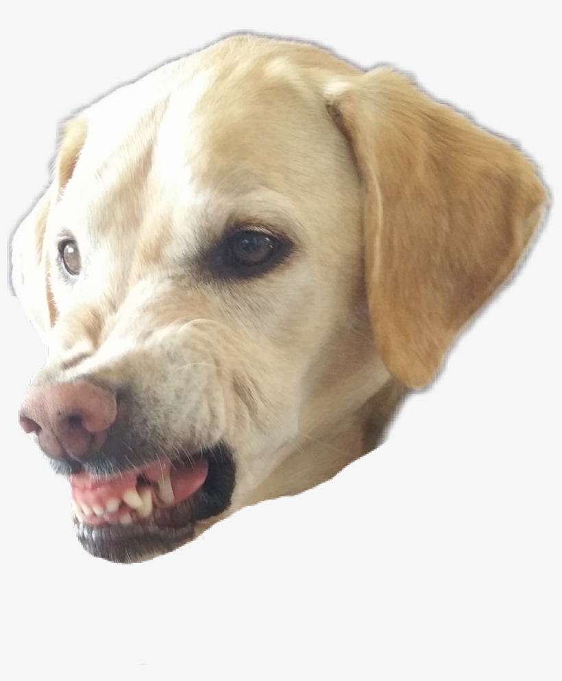 Petsandanimals Sticker - Dog Yawns, transparent png #7777682