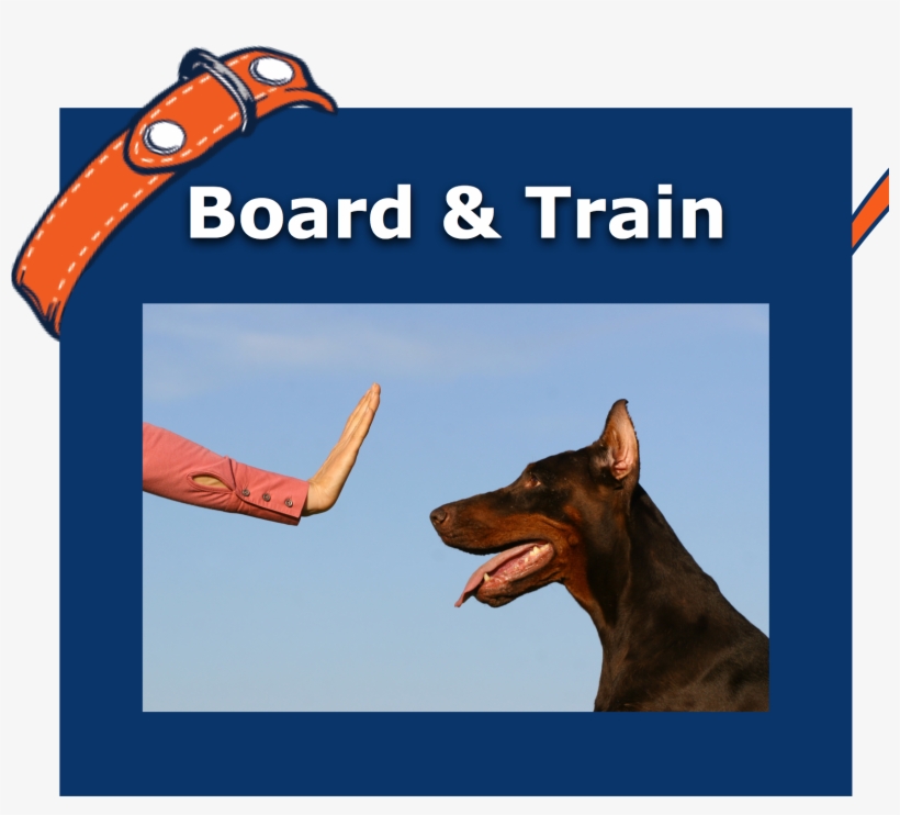 Box1 - Off Leash K9 Training, transparent png #7778070