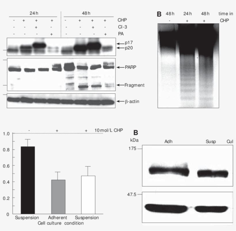 Survival Of Dsl6a Cells Cultured In Suspension - Diagram, transparent png #7778607
