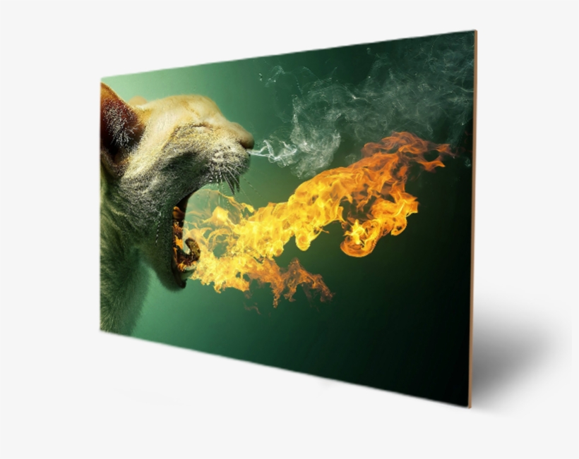 Cute Animal Hairy Amazing Eyes - Cat On Fire Funny, transparent png #7780251