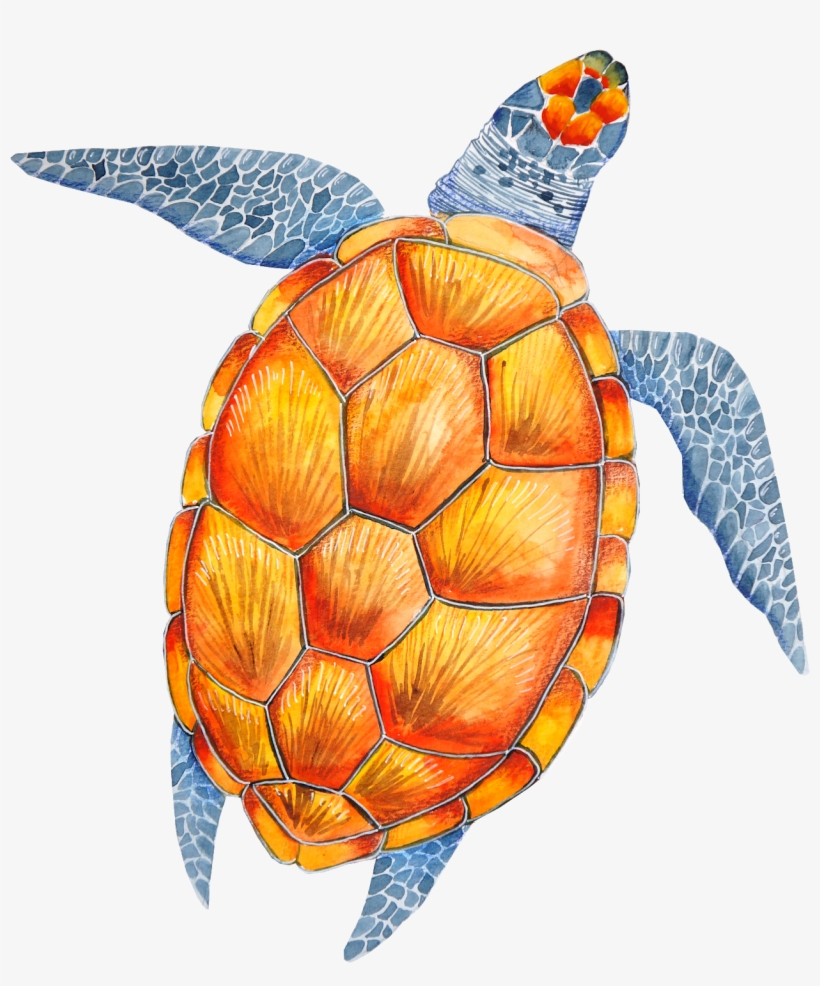 Tortoise, Turtle, Clip Art, Tortoise Turtle, Tortoise - Turtle, transparent png #7780969