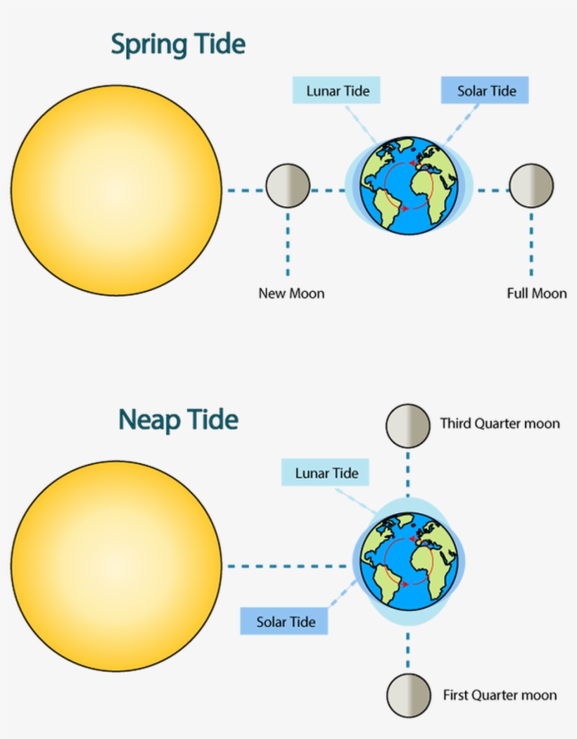 Sunlight Clipart Quarter - Spring Tide And Neap Tide Moon Phases, transparent png #7782107