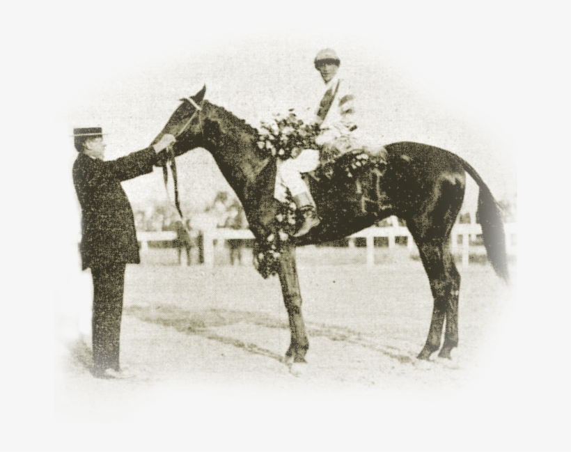 Okay, A Little History - Stallion, transparent png #7782178
