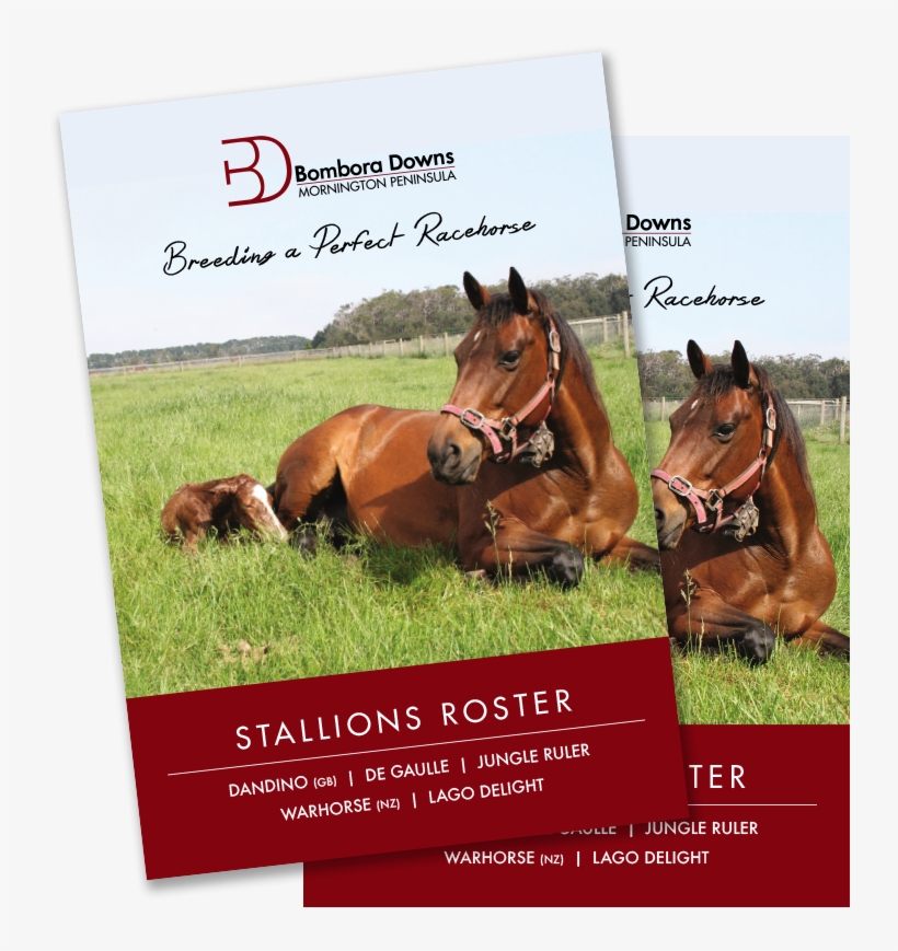Stallion Broch - Sorrel, transparent png #7782235