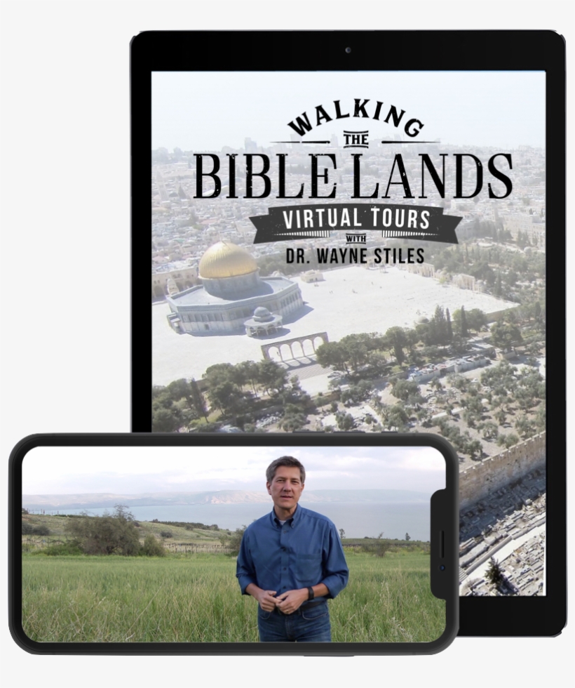 Grass, transparent png #7782795