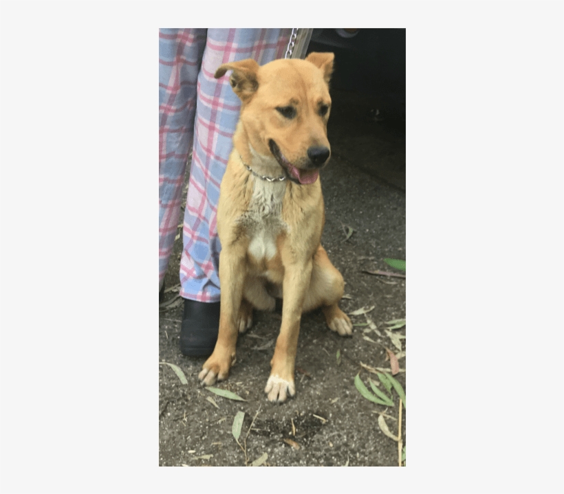 Donate To Petrescue - Companion Dog, transparent png #7786103