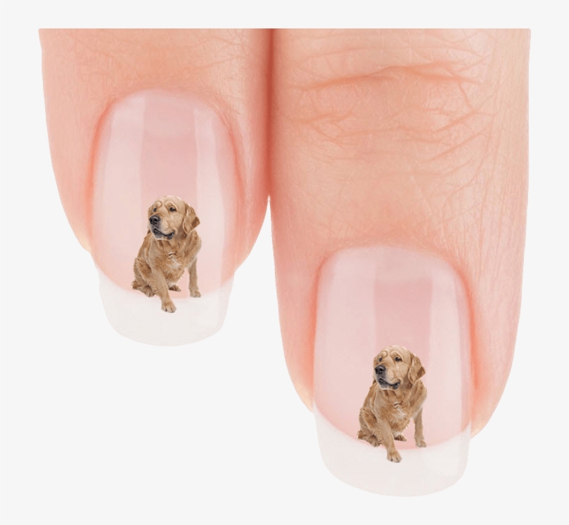 Golden Retriever Who Is That Nail Art Decals Patch - Labrador Retriever, transparent png #7786333