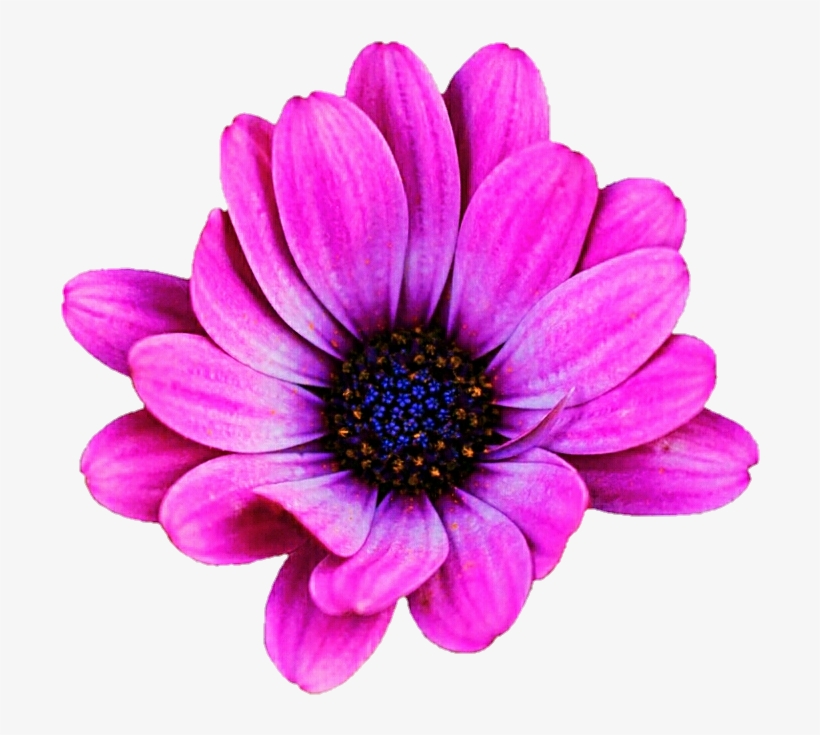 Pink Daisy Clipart Images Gallery For Free Myreal - African Daisy, transparent png #7786451