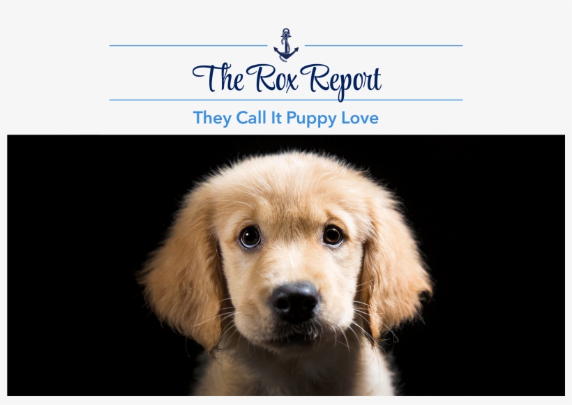 Look At Those Big Bright Eyes, That Cute Button Nose - Calendar 2019 Front Cover, transparent png #7786636