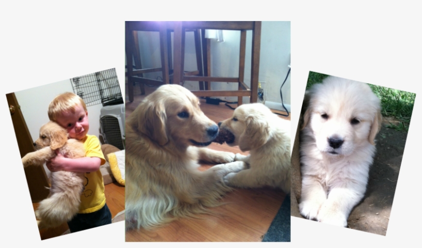 Golden Retriever, transparent png #7786686