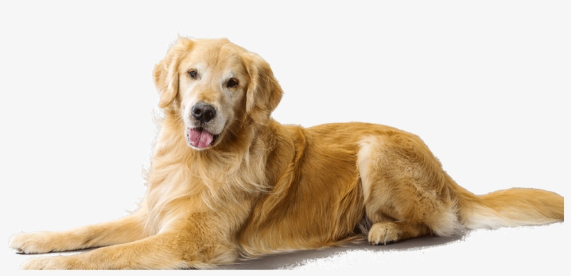 Golden Retriever Dog Breed Information - Golden Retriever, transparent png #7786755