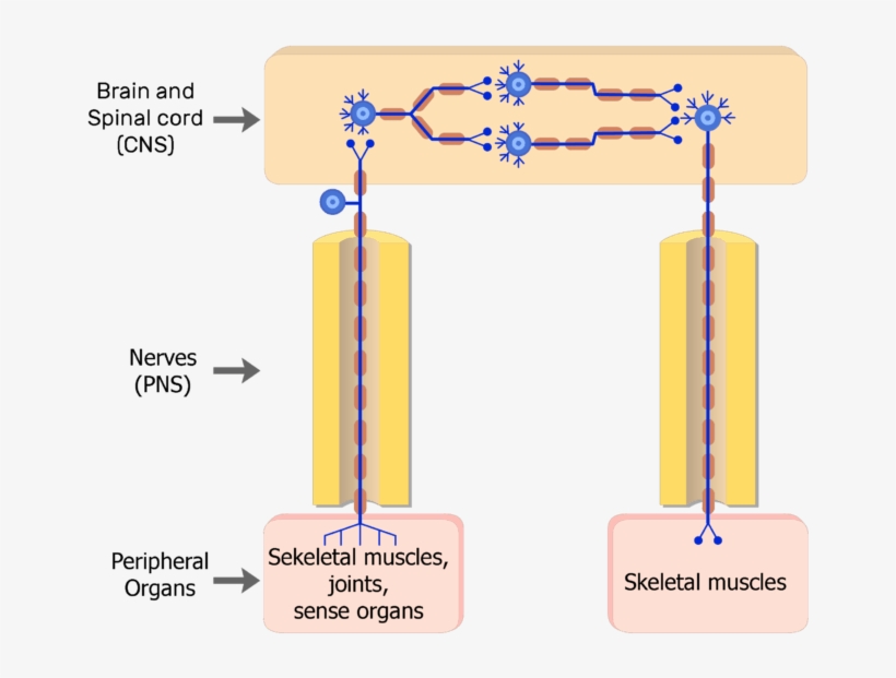 Somatic Nervous System Neurons, transparent png #7788505