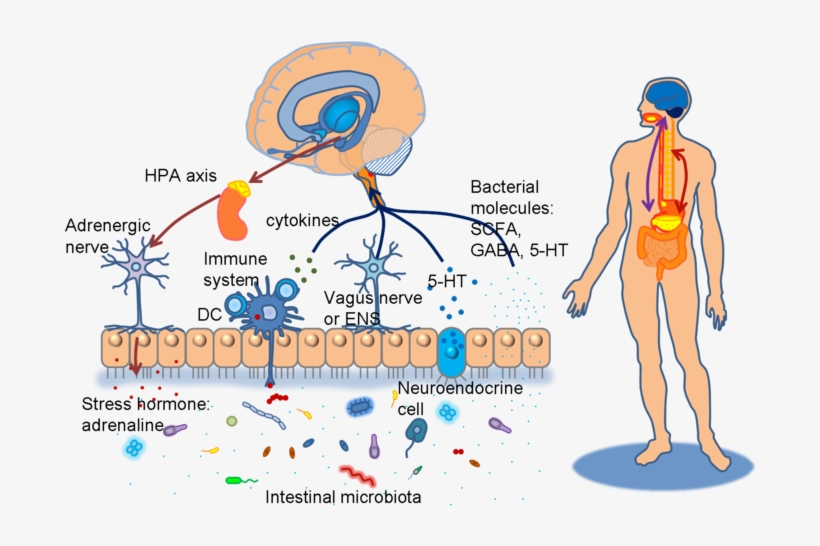 Diagram Of Brain Gut Micorbiota Axis - Brain Gut Skin Axis, transparent png #7788742