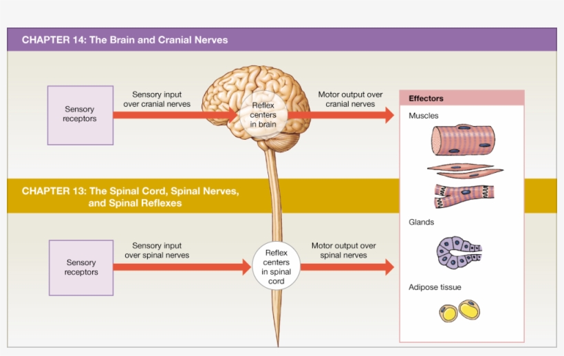 This Text's Coverage Of The Nervous System Parallels - Overview Of Chapters 13 And 14, transparent png #7788964